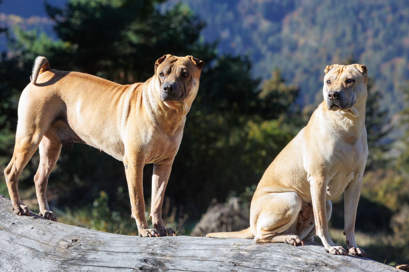 Shar Pei